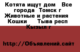 Котята ищут дом - Все города, Томск г. Животные и растения » Кошки   . Тыва респ.,Кызыл г.